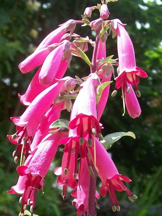 12_6_6.jpg (Phygelius aequalis (Cape fuchsia))