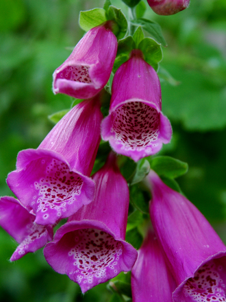 Foxglove (Digitalis lutea (foxglove))