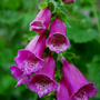 Foxglove