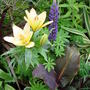 Garden_june_2008_002