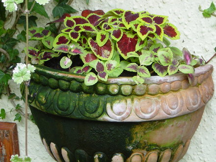 Coleus raised from seed in a wall planter.June 2008. (Solenostemon scutellariodes)