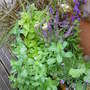 Garden_june_2008_003