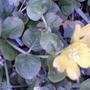 Creeping Jenny in flower (Lysimachia nummularia (Creeping jenny))