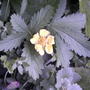 Cinquefoil in flower (Potentilla simplex)