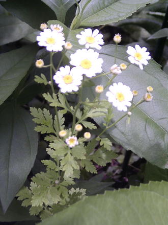 Feverfew (Tanacetum parthenium)