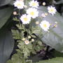 Feverfew (Tanacetum parthenium)