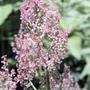 Garden sorrel (Rumex acetosa) flowering (Rumex acetosa (Acedera))