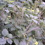 Celandine going to seed (Chelidonium majus (An Ceann Ruadh))