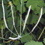 Celandine seed pods (Chelidonium majus (An Ceann Ruadh))