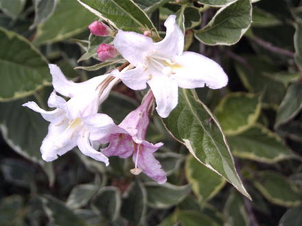 Last of the variegated Weigela blooms (Weigela florida 'Variegata')