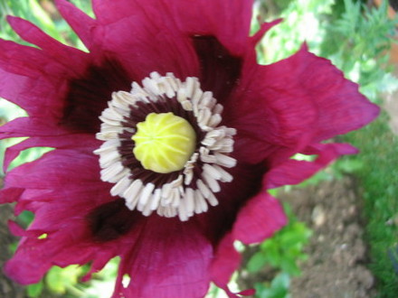 Poppy (Papaver somniferum)
