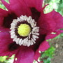 Papaver somniferum