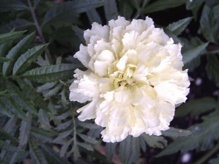 African marigold 'Sweet Cream' (Tagetes erectus)