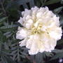 Tagetes erectus