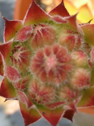 Houseleek (Sempervivum tectorum)