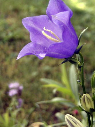 Bellflowers (Campanula persicifolia (Peach-leaved bellflower))