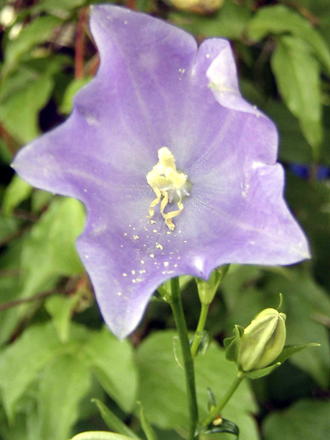 Begging to be pollinated... (Campanula persicifolia (Peach-leaved bellflower))