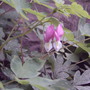 2008-06-20_040