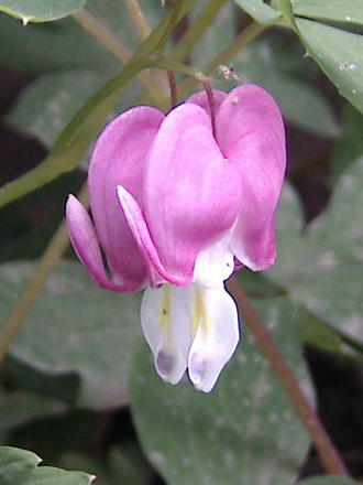Little pink hearts (Dicentra eximia (Bleeding Heart))