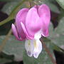 2008-06-20_041_2_hearts