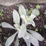 Rose Campion (Lychnis coronaria (Rose campion))
