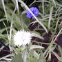 More little flowers... Bachelors Button - Centaurea Cyanus (Centaurea cyanus (Cornflower))