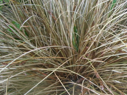 Carex comans bronze (comans bronze)