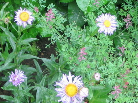 Erigeron Blue (Erigeron)