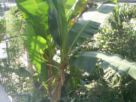 winter gardens