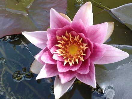 water lilly ATTRACTION (Nymphaea attraction)