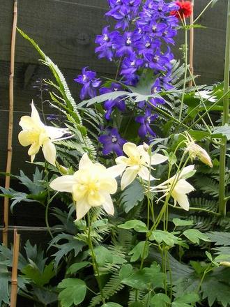 Grannies Bonnet and Delphinium