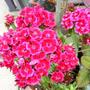 21st_june_005