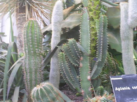 A garden flower photo