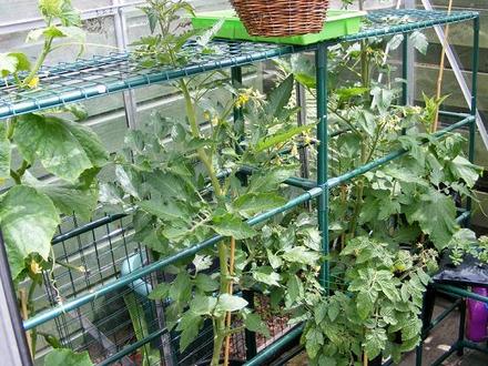 Cucumber and Tomato Plants 