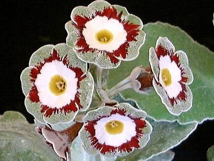 A garden flower photo