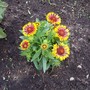 Gaillardia (Gaillardia 'Fanfare')