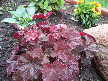 Heuchera (Heuchera x villosa 