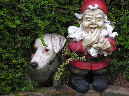 looking under the hedge