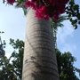 Palm tree bougainvilliea