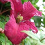 Clematis_viticella_mme