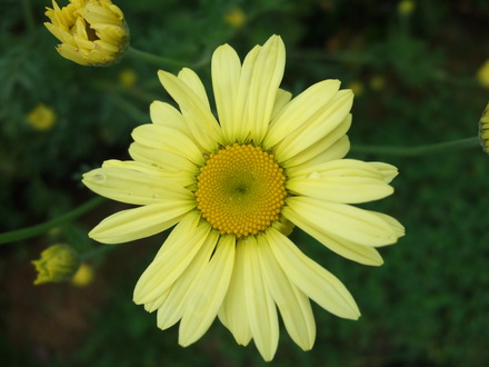 Anthemis 'E.C.Buxton' (Anthemis tinctoria 'E.C.Buxton')