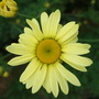 Anthemis__e