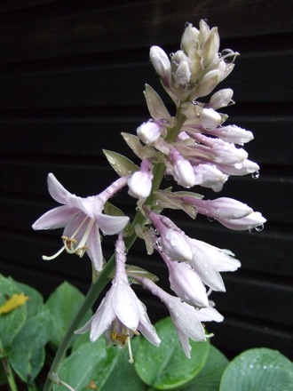 Hosta flower. (Hosta)