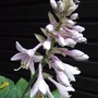 Hosta_flower