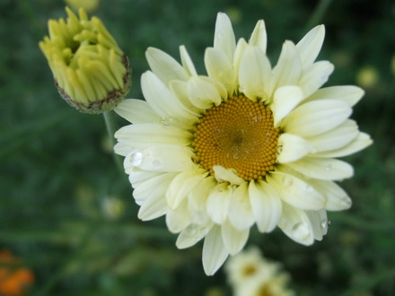 Anthemis tinctoria 'Sauce Hollandaise' (Anthemis tinctoria (Golden marguerite))