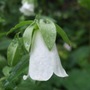 Symphyandra_hofmannii