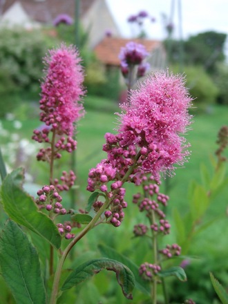 Spiraea x billardii 'Triumphans' (Spiraea x billardii 'Triumphans')