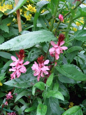 Gaura lindheimeri 'Pink Ballerina' (Gaura lindheimeri 'Pink Ballerina')