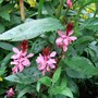 Gaura_lindheimeri__pink_ballerina_