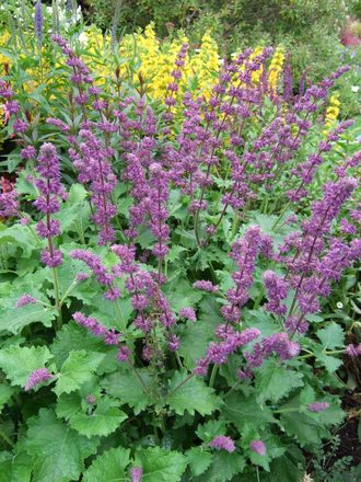 Salvia vercillicata 'Purple Rain' (Salvia verticillata)